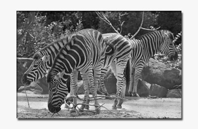 Zebra black and white.jpg