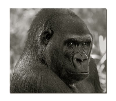 Melbourne Zoo Gorilla 7.jpg