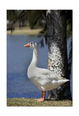 Goose.jpg