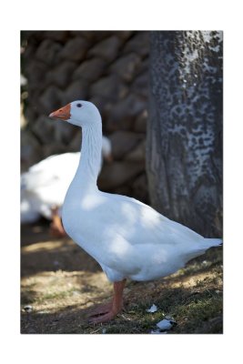 Goose 2.jpg