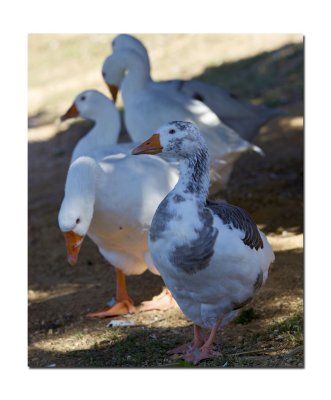 Geese.jpg
