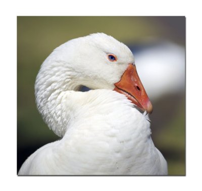Goose 6.jpg