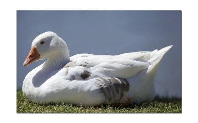 Goose 8.jpg