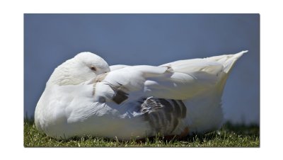 Goose 9.jpg