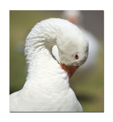Goose 7.jpg
