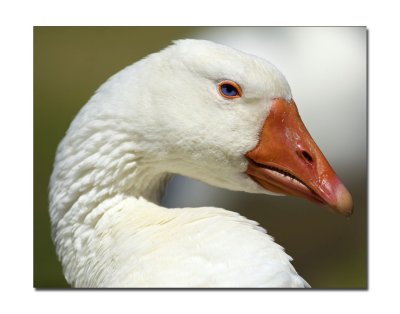 Goose 10.jpg