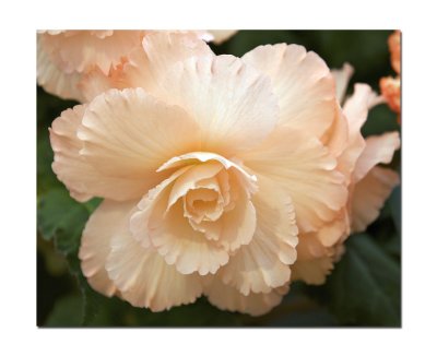 Begonia 29.jpg