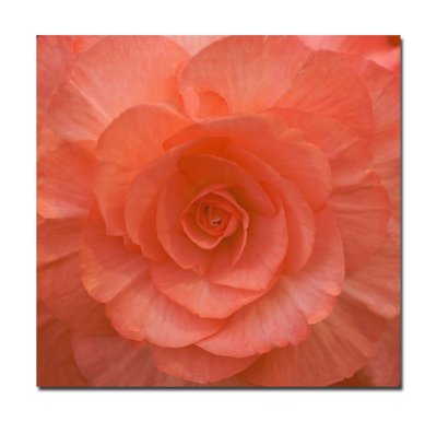 Begonia 56.jpg