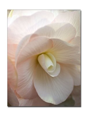 Begonia 58.jpg