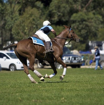 Polocross 8.jpg