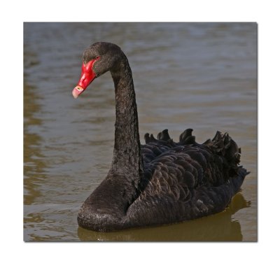 Black Swan.jpg