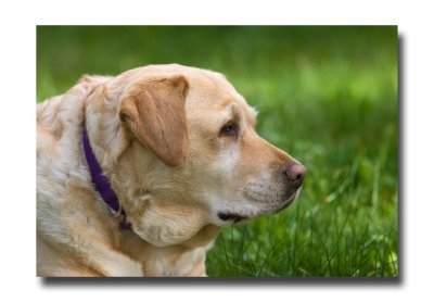 Miss Macey the Labrador.jpg