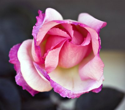 Pink and white rose.jpg