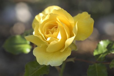 A yellow rose.jpg