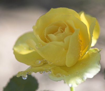 Rose in the rain.jpg