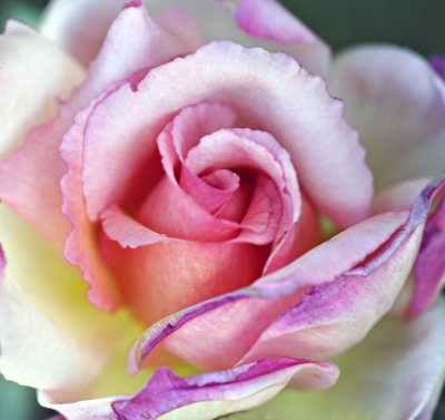 Yellow and pink rose.jpg