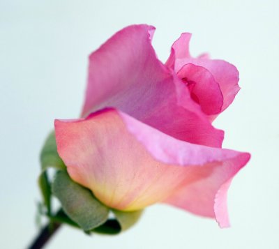 Pink Rose on white.jpg