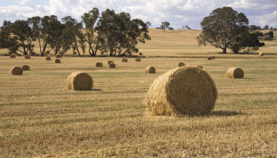 Springtime hay rolls at Lexton.jpg