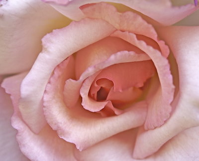 Creamy pink Rose.jpg