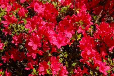 Glories of the Brooklyn Botanic Garden
