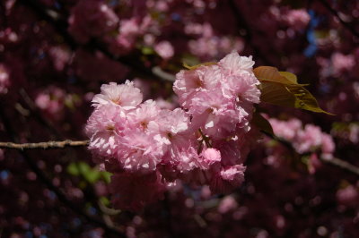 DSC_6367.JPG