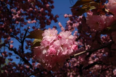 Glories of the Brooklyn Botanic Garden