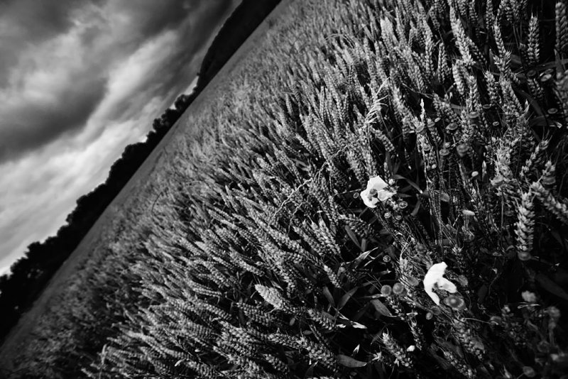 20080810 - Wheat Poppies