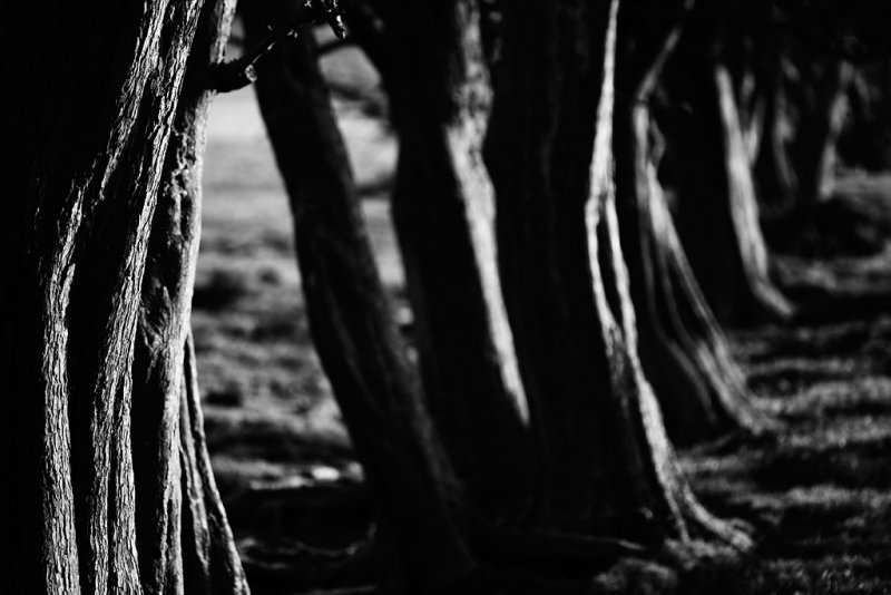 20090131 - Trunks