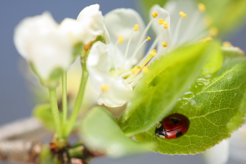 20090411 - Ladybird