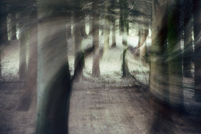20100213 - Wood Zoom