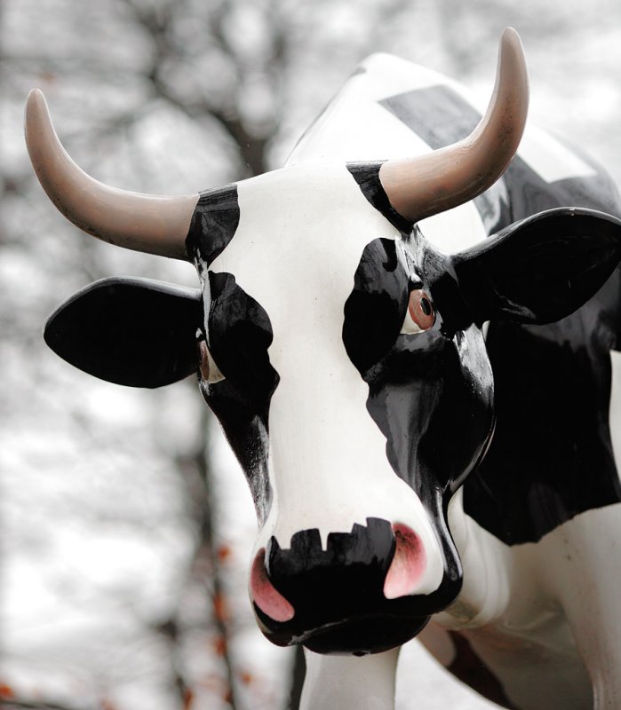 20100320 - Moo Coo