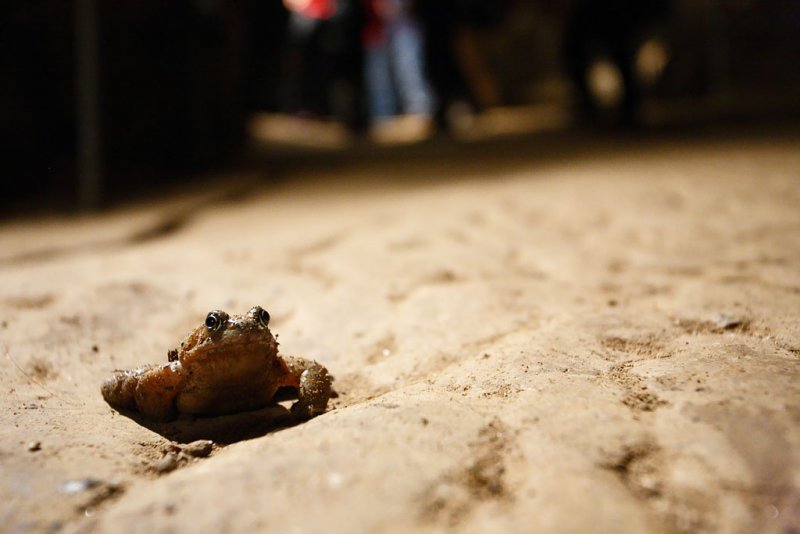 20100320 - Cavefrog