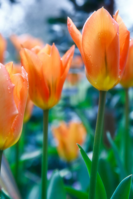 20100425 - Orange