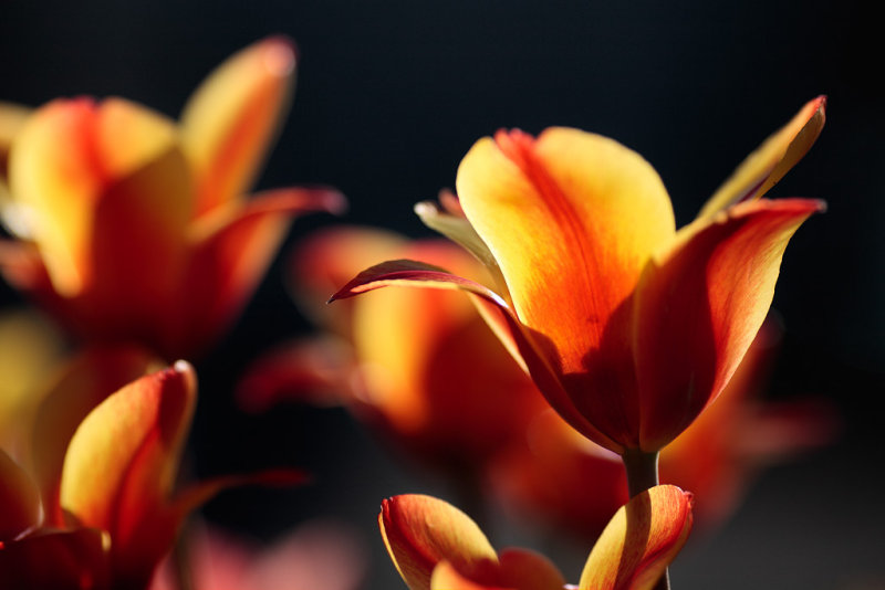20080423 - More Flowers
