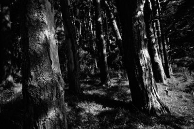 20080802 - Line of Trees