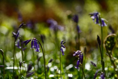 20090503 - Bluebells