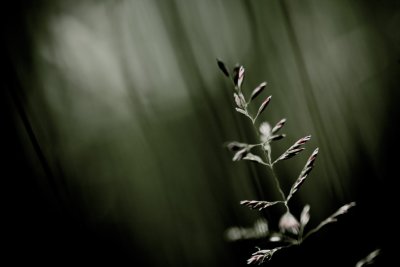 20090608 - Gone to Seed