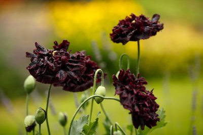 20090716 - Black Poppies in the Rain