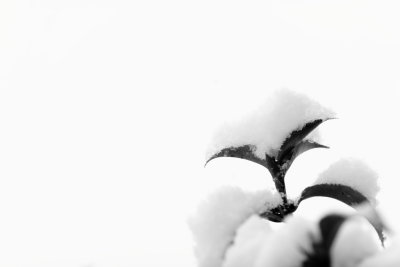 20100102 - Snowing