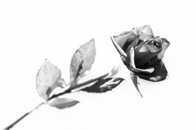 20100103 - Snow Rose