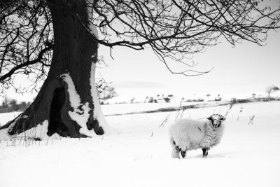 20100108 - Foraging