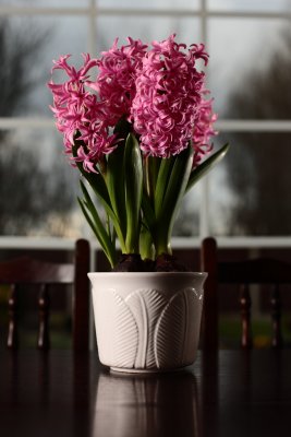 20100403 - Hyacinth