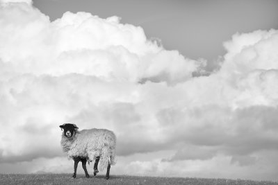 20080405 - Whitish Sheep