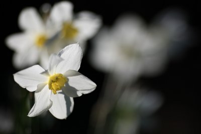 20080423 - Whitish Daffs