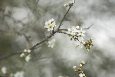 20080426 - Nearly Whitish