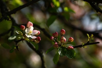 20080508 - Blossom