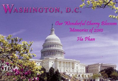 2010 - Cherry Blossoms in Washington, D.C