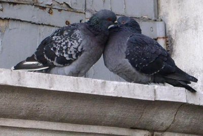 kissing pigeons in Venice