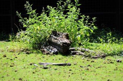 crocodile in bushes