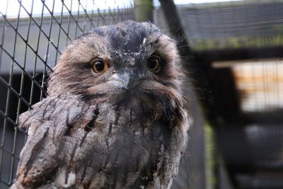 tawny frogmouth